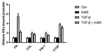 p300 활성 억제에 의한 섬유화 마커 promoter의 chromatin histone KAc의 감소