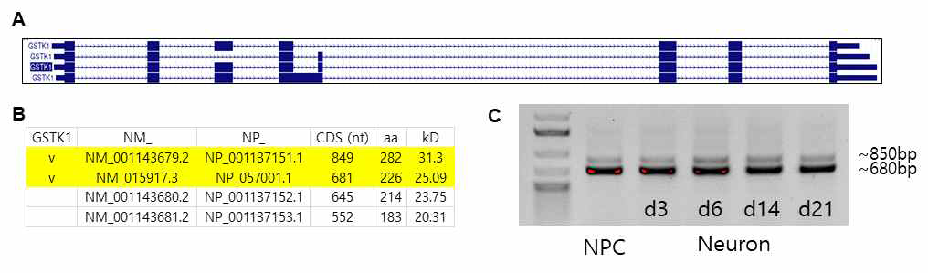 인간 세포에서 발현이 가능한 형태의 GSTK1 mRNA의 isoform은 4가지가 존재하며 그중 2종류의 isoform이 신경줄기세포와 신경세포에서 우세하게 발현함