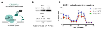 신경줄기세포와 신경세포에서 GSTK1의 발현을 증가시키기 위한 전략(A)을 수립하고 시스템이 작동하는지를 검증(B)한 후 GSTK1의 발현 증가가 신경줄기세포의 산소 호흡량, 즉 대사 상태를 전하시킴(C)을 확인함. G-sg1, 2는 GSTK1을 타겟하는 가이드RNA, sg-scr은 대조군으로 활용한 scrambled 염기서열의 가이드RNA