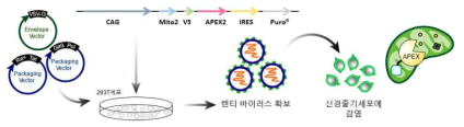 미토콘드리아 기질에서 발현할 수 있는 APEX2 렌티바이러스 벡터를 활용한 바이러스 생산 과정 모식도