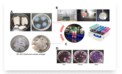 동물 연골 조직 유래 세포무배양 조건배양액 제작