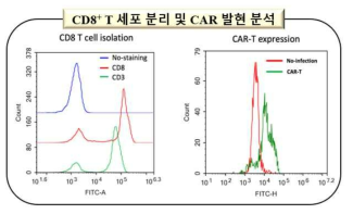 CAR 발현 분석