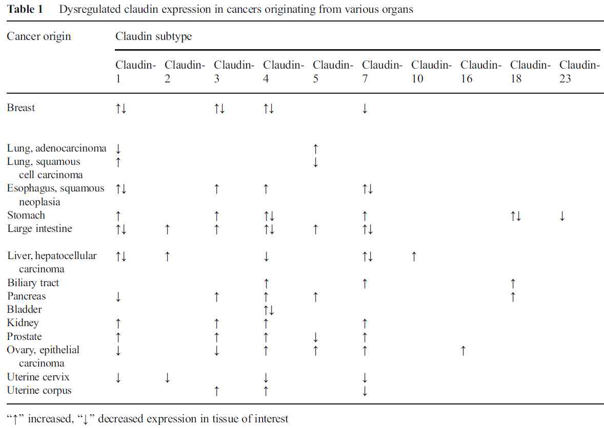 고형 암에서 Claudin 발현률