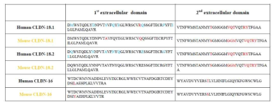 Amino acid sequence of claudin extracellular domain