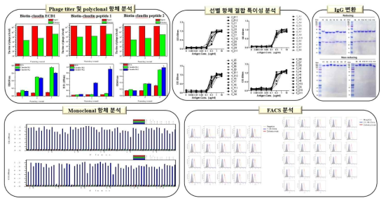 3종의 claudin 항원을 이용한 항체 발굴