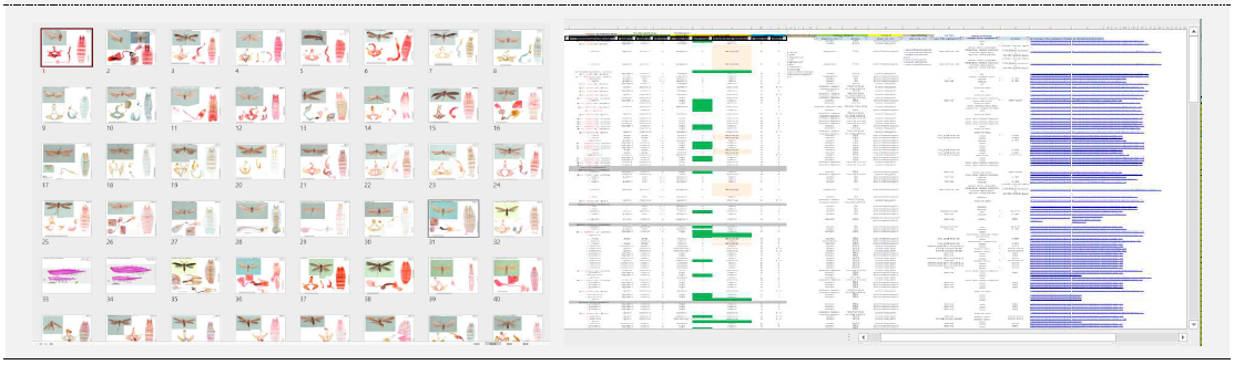 2차년도까지 확보된 성충샘플들에 대한 화상자료(왼쪽) 및 생태학적 특성 정리 excel(오른쪽)