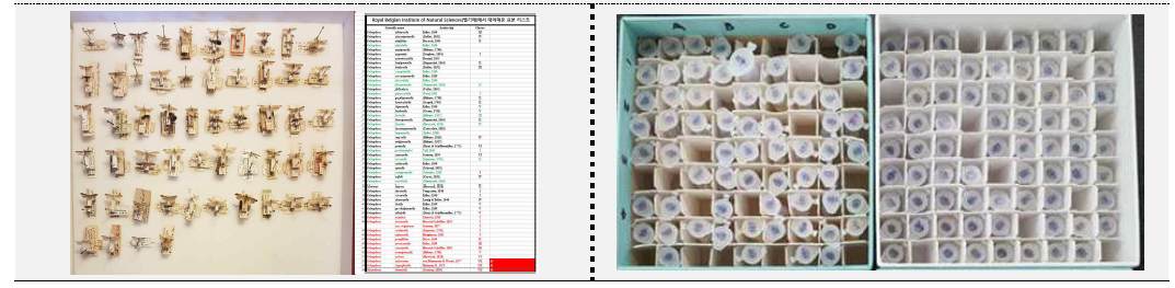 Royal Belgian Institute of Natural Sciences(벨기에)에서 대여해온 표본 및 리스트(왼쪽) 및 벨기에 연구자인 Mr. Steve Wullaert과 Guido De Prins로부터 확보한 알코올 표본 일부(오른쪽)