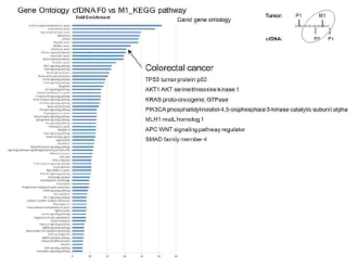 전이암 특이적 변이들의 KEGG pathway 분석