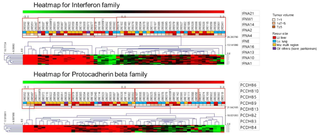 재발암의 위치 및 크기에 따른 IFN, PCDHB family의 expression 확인 (H-clustering)