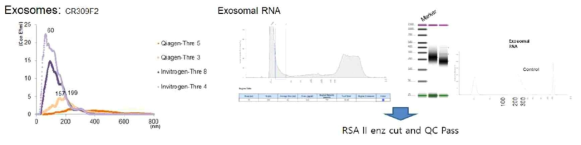 암환자의 plasma 내 Exosomal RNA의 분리