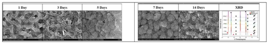 In vitro 시험 시간에 따른 울라스토나이트 코팅층의 미세구조 및 상 조성 변화