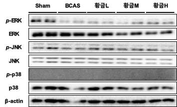 활성을 보인 한약재의 western blot