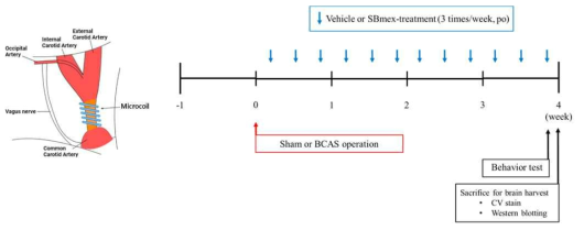 혈관성 치매 동물모델링과 동물실험 일정