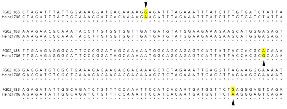 QTL4 영역에서 발견된 병저항성 후보유전자의 염기서열변이. 저항성(FG02-188)과 감수성(Heinz 1706) 계통을 구분할 수 있는 non-synonymous SNP은 화살표로 표시됨