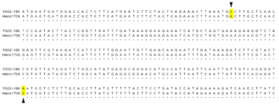 QTL5 영역에서 발견된 병저항성 후보유전자의 염기서열변이. 저항성(FG02-188)과 감수성(Heinz 1706) 계통을 구분할 수 있는 non-synonymous SNP은 화살표로 표시됨
