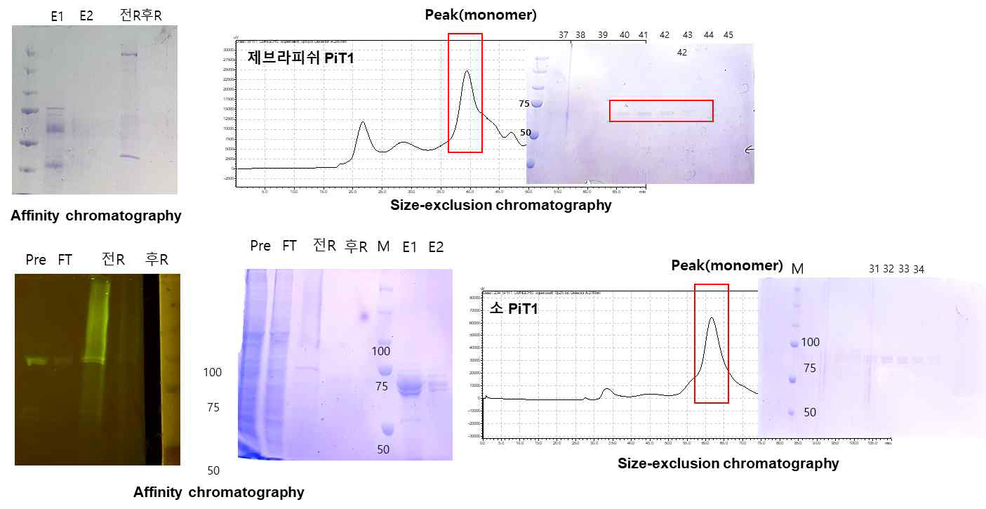 친화 크로마티방법과 사이즈 배제 크로마토그래피를 이용한 제브라피쉬 PiT1(위)와 소 PiT1 정제 결과. 단백질의 크기가 단량체로 나타나는 고순도의 소와 제브라피쉬 PiT1 단백질을 얻을 수 있었다