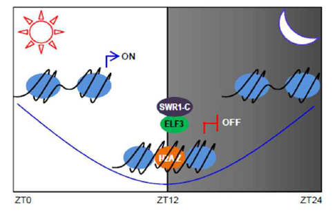 ELF3-SWR1 complex에 의한 생체시계 조절