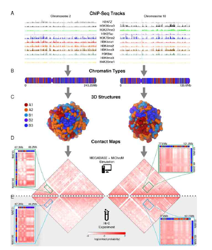 크로마틴 epigenetic landscape와 크로마틴 폴딩의 연관