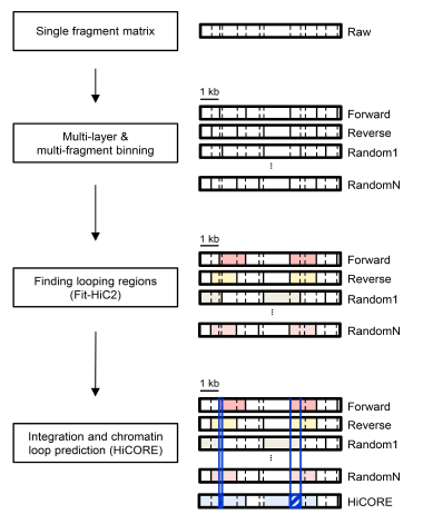 크로마틴 3D 폴딩 분석을 위한 HiCORE 모식도