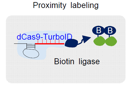 표적 크로마틴 영역에 존재하는 단백질을 도출하기 위한 CRISPR 기반 proximity labeling 기술 개발