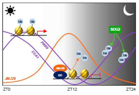 JMJ29에 의한 CCA1/LHY 생체 시계 유전자의 일주기적 발현 조절
