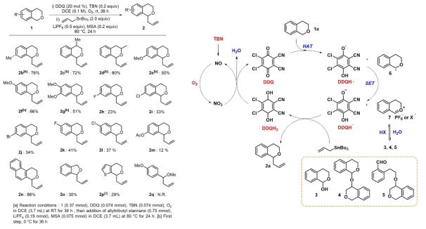 호기성 DDQ 촉매 알릴화 반응을 이용한 이소크로만의 합성관 제안된 반응 메커니즘
