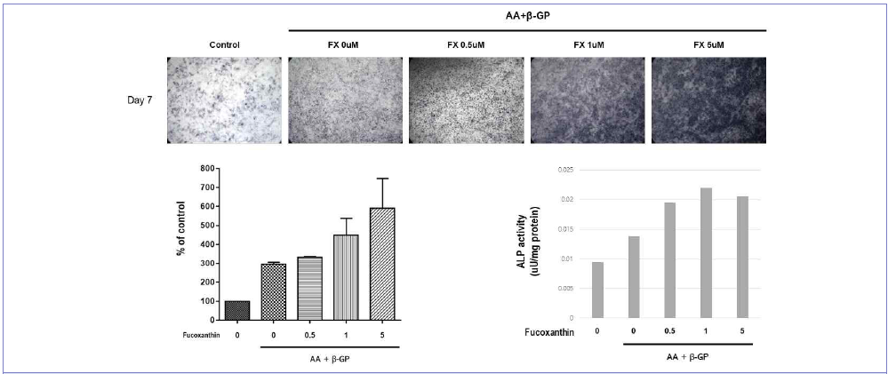 MC3T3 세포에서 푸코잔틴이 조골세포 분화 과정에 미치는 영향 – ALP staining & activity