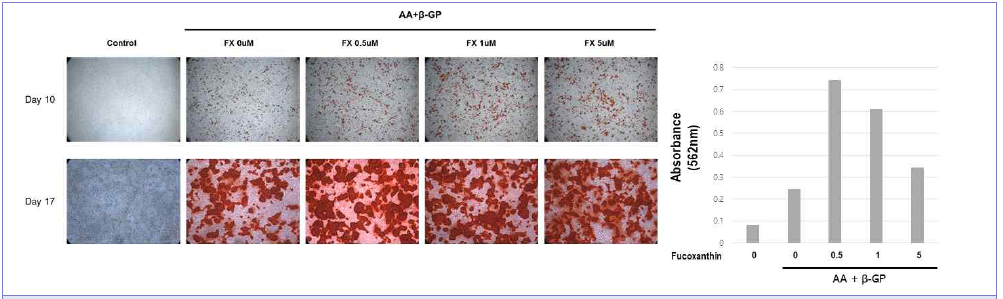 푸코잔틴이 조골세포 무기질화에 미치는 영향 – Alizarin red S staining & quantification