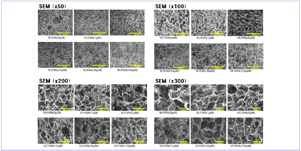 Scanning electron micrographs of three‐dimensional (3D) silk scaffolds *Scale Bars: 1mm (×50), 500μm (×100), 200μm (×200), 100μm (×300)