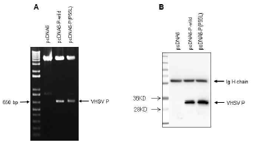 Cloning of VHSV P(P55) and VHSV P(P55L) into pcDNA6 plasmid vector and confirmation of their expression in cells by western blot