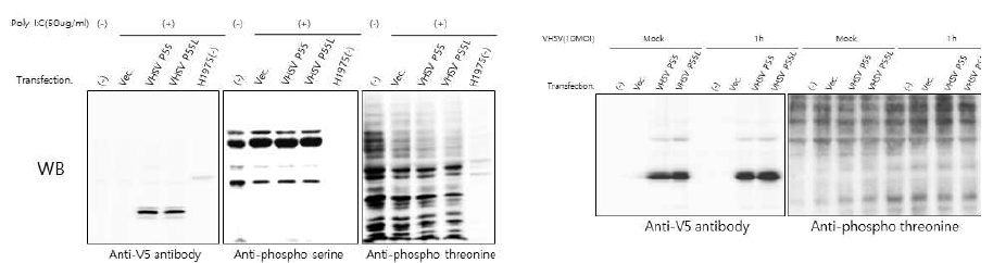 Comparison of phosphorylation of VHSV-P(P55) and VHSV-P(P55L) in HINAE cells after stimulation with Poly I:C or VHSV infection. HINAE cells were transfected with plasmid containing VHSV-P(P55) or VHSV-P(P55L). Cells were treated with Poly I:C(50ug/ml) for 6h or 10 MOI VHSV for 1 h and harvested. Western blot was conducted by using anti-V5, anti-phospho-serine, anti-phospho-threonine antibodies