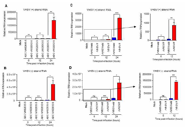 Effect of the PP55L amino acid substitution on viral RNA synthesis in HINAE cells. HINAE cells were infected with (A and B) low-virulence ADC-VHS2015-5, high-virulence ADC-VHS2012-6, (C and D) rVHSV-wild, or rVHSV-P at a multiplicity of infection of 1 PFU per cell, and cells were collected at the indicated time points. The accumulation of (B and D) VHSV genome copies (negative sense) and (A and C) G gene messenger RNA copies and anti-genomes (positive-sense) in the VHSV-infected cells was determined by strand-specific real-time PCR. The expression levels obtained from mock-infected cells were set to 1. The results are presented as the mean ± SD of three independent experiments. *, p<0.05; **, p<0.01; ***, p<0.001; ns, not significant