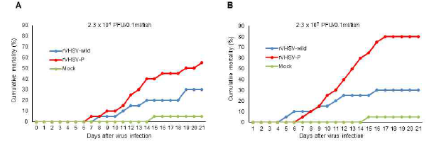 Effect of the PP55L amino acid substitution on VHSV virulence in flounder. Graphs represent cumulative mortality of olive flounder infected with rVHSV-wild and rVHSV-P. Olive flounder (43.9 ± 7.43g) were intraperitoneally injected with (A) 2.3 × 104 PFU/fish or (B) 2.3 × 105 PFU/fish of rVHSV-wild or rVHSV-P at 13˚C. Fish injected with phosphate-buffered saline were used as the mock control. Fish mortality was monitored daily (n = 20 per group)