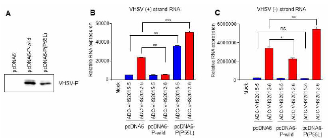 Effects of ectopic expression of VHSV P(P55) or VHSV P(P55L) on the viral RNA synthesis. HINAE cells were transfected with pcDNA6-P-wild or pcDNA6-P(P55L). (A) Western blot analysis for the expression of VHSV P in plasmid-transfected HINAE cells using anti-V5 antibody. (B and C) Plasmid-transfected HINAE cells were infected with ADC-VHS-2015-5 or ADC-VHS-2012-9 at 1 MOI. At 24 h post-infection, cells were collected and accumulation of (B) G gene messenger RNA copies and anti-genomes (positive-sense) and (C) VHSV genome copies (negative sense) in VHSV-infected cells was determined by strand-specific real-time PCR