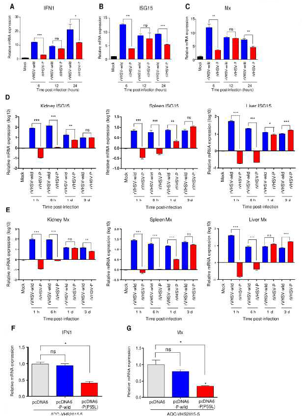 Effects of one amino acid substitution PP55L on the IFN response in HINAE cells and flounder. (A-C) HINAE cells were infected with rVHSV-wild, or rVHSV-P at 1 MOI and cells were collected at the indicated time points. The expression levels of (A) IFN1, (B) ISG15, and (C) Mx in VHSV-infected HINAE cells were determined by real-time PCR. The results are presented as the mean ± SD of three independent experiments. **, p<0.01; ***, p<0.001. (D and E) Olive flounder (43.9 ± 7.43g) were intraperitoneally (i.p.) injected with 2.3 x 105PFU/fishofrVHSV-wildandrVHSV-Pat13 °C. At the indicated time points, kidney, spleen, liver tissues were collected from anesthetized fish and the expression levels of (D) ISG15 and (E) Mx in the tissues were determined by real-time PCR. The results are presented as the mean ± SD of three independent experiments. **, p<0.01. (F and G) HINAE cells were transfected with pcDNA6-P-wild or pcDNA6-P(P55L). pcDNA6 empty vector was used as a control. Cells were treated with 5 μg/ml blasticidin for 2 weeks to enrich plasmid-bearing cells. HINAE cells transfected with pcDNA6-P-wild, pcDNA6-P(P55L), or empty vector pcDNA6 as in Fig. 5 were infected with ADC-VHS-1015-5 at 1 MOI. At 6 h post-infection, cells were collected and the expression levels of (F) IFN1 and (G) Mx in VHSV-infected HINAE cells were determined by real-time PCR. The results are presented as the mean ± SD of three independent experiments. **, p<0.01; ***, p<0.001