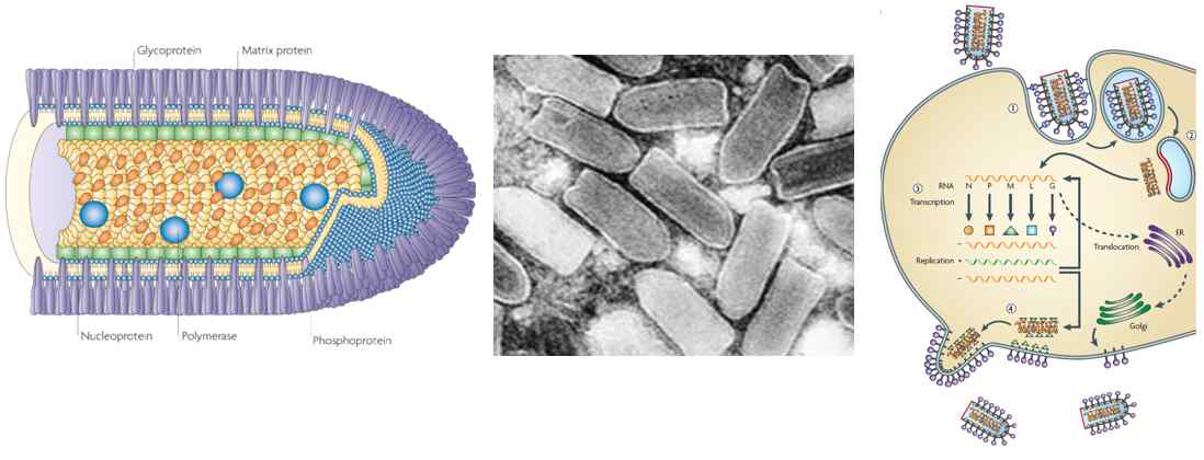 Rhabdovirus structure and life cycle