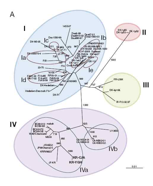 Phylogenetic tree based on amino acid sequence of VHSV G