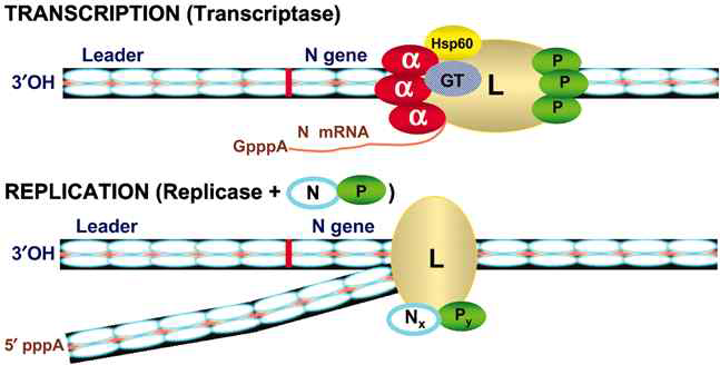 RNA polymerase complexes of rhabdovirus to carry out transcription and replication of viral genomic RNA