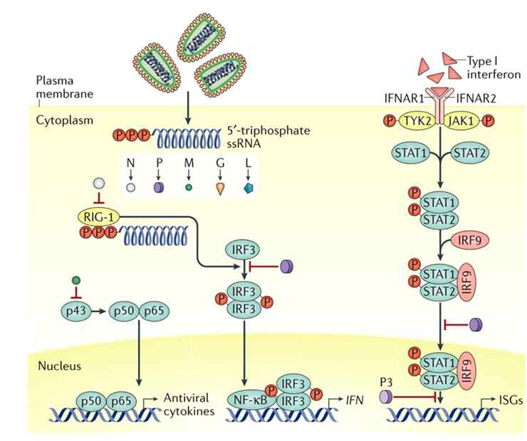 Mechanisms of immune evasion of rhabdovirus