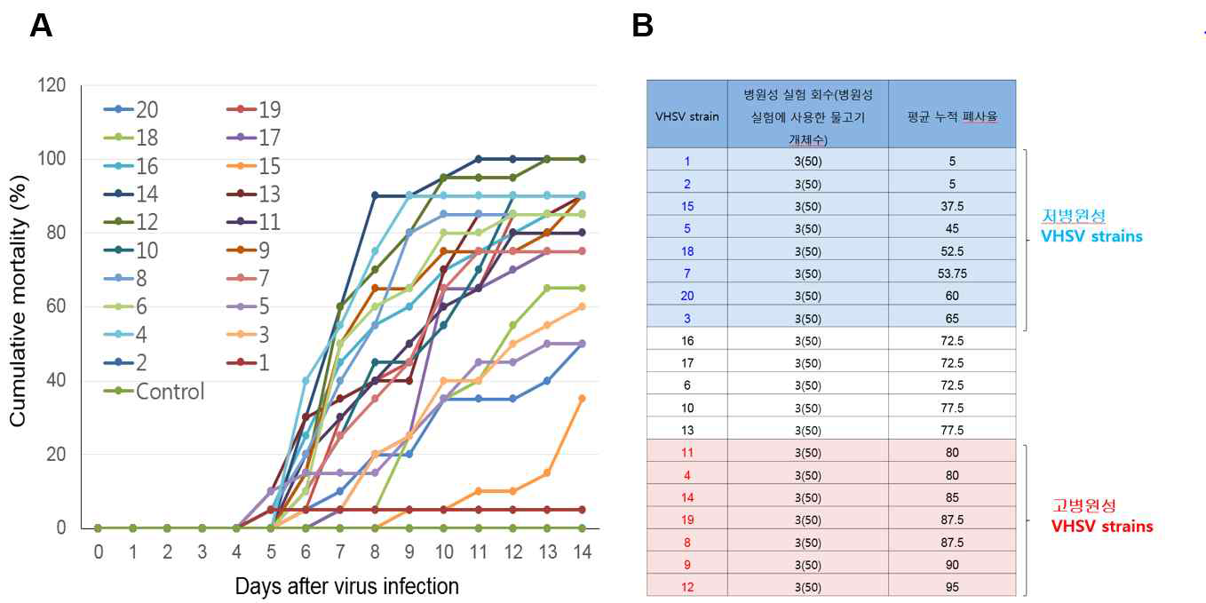 Mortality of 20 VHSV strains isolated from cultured flounder in Korea. (A) Representative cumulative mortility of flounder. (B) Average cumulative mortality of 20 VHSV strains (three independent experiments)