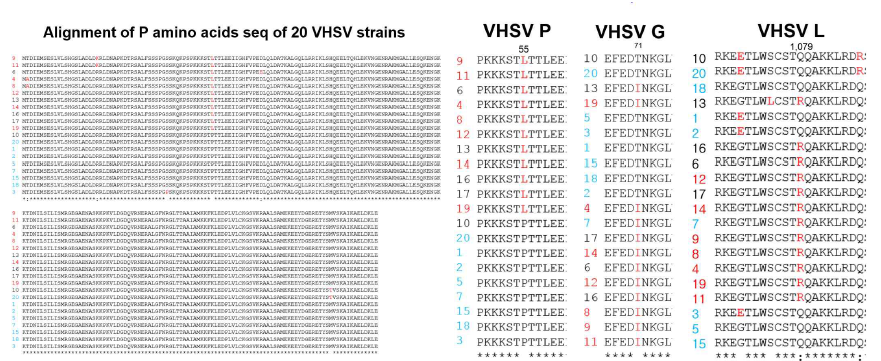 Alignment of amino acid sequences of P, G, and L protein of 20 VHSV strains