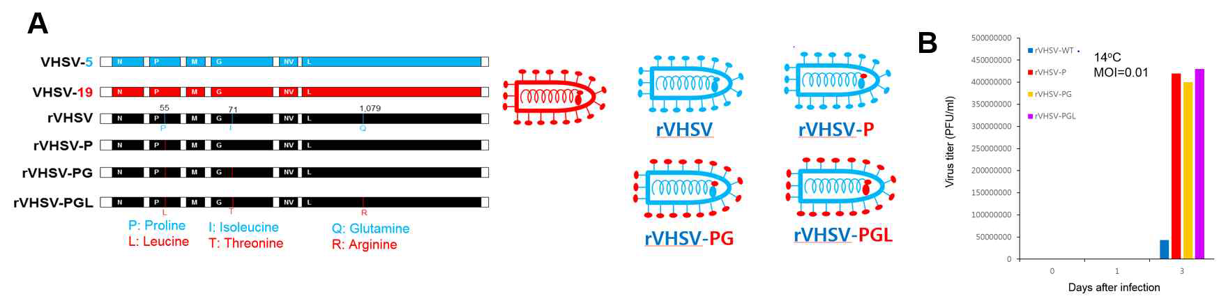 (A) Generation of recombinant VHSVs. (B) Growth of rVHSVs in flounder HINAE cells