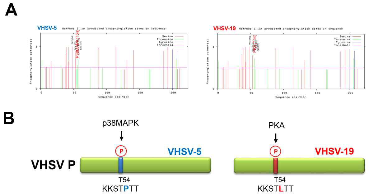 Prediction of phosphorylation sites within P proteins of low pathogenic VHSV-5 and high pathogenic VHSV-19 strains using NetPhos 3.1 server