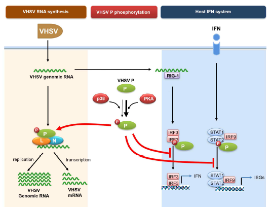 Hypothetical model to explain how VHSV P protein variation affects P protein phosphorylation, viral RNA synthesis, and host IFN system