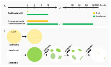 대장균과 남세균의 형질전환 과정 비교 (A) 생장 및 형질전환에 필요한 시간 비교. 대장균은 복제에 걸리는 시간이30분에 불과하고 형질전환이 하루도 안 걸리는 반면, Synechocystis는 복제에 약 12시간 이상이 소요되며, 따라서 형질전환된 colony가 나타나기까지 최소 1주일의 시간이 걸린다. (B) 형질전환 및 선별 과정 비교. Synechocystis의 형질전환을 위해서는 투입하는 항생제의 농도를 단계별로 증가시켜가며, 모든 genome copy에 유전자 삽입이 이루어진 것을 확인해야 하며 형질전환 효율은 대장균에 비해 매우 낮아서 유전자 조작에 어려움이 많음