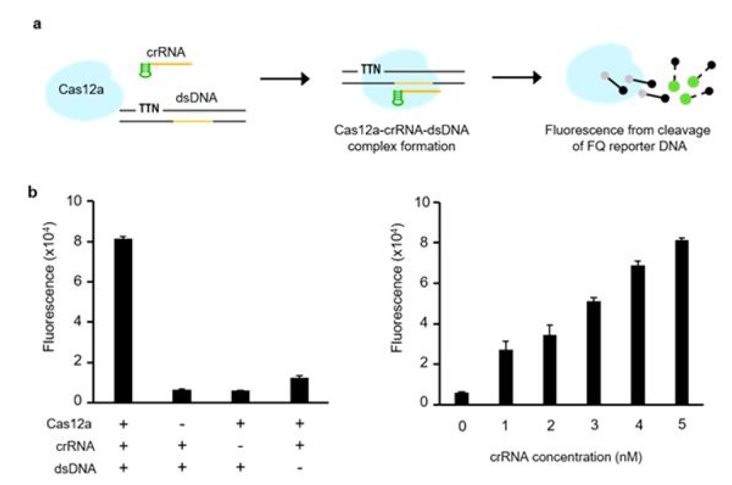 CRISPR/Cas12a 기반 유전자 전사 유무 및 효율 평가기법 (FQ-assay)