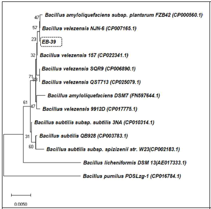Phylogenetic tree based on the 16S rRNA gene sequences that highlights the position of EB-39 relative to the other strain types within the genus Bacillus