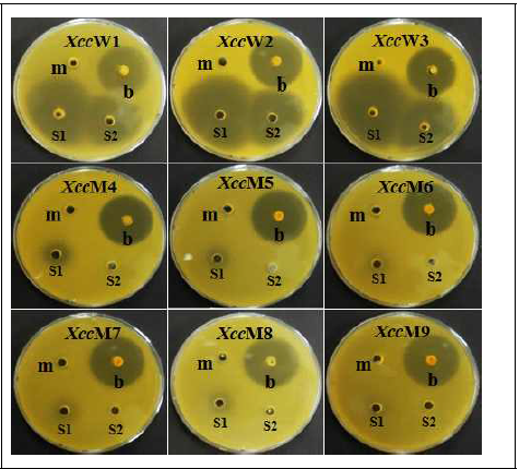 Comparison of the antibacterial effects of the ethyl acetate extract of B. velezensis (EB-39) and streptomycin on the wild-type and streptomycin-resistant X. citri subsp. citri strains. (A) The antibacterial activity was measured using the agar well diffusion assay