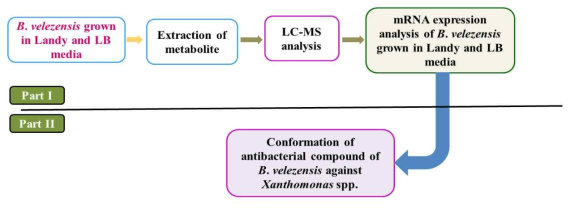 B. velezensis 균주 대사체, RNA sequencing, 물질 분리 등을 통한 항생물질 확인 모식도