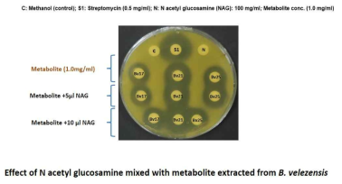 B. velezensis 배양시 basilysin 생성을 방해하는 N-acetyl glucosamine을 넣었을 때에도 B. velezensis 추출물의 항생효력이 감소하지 않은 것을 확인